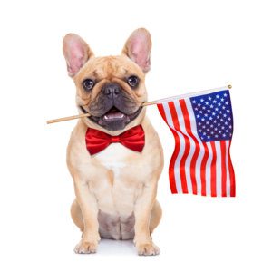 french bulldog  holding a flag of usa on independence day on 4th  of july , with mouth , isolated on white background,