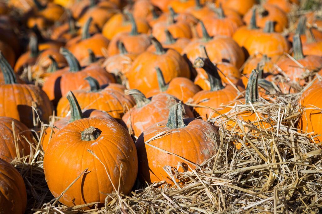 Stop Suffering from “Pumpkin Without Stem Syndrome”