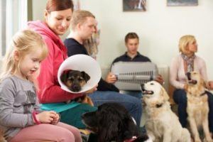 lessons learned from pets in veterinary hospital waiting room