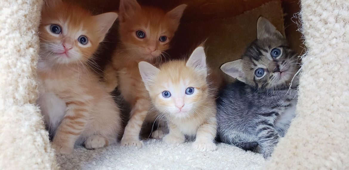 7 Life Lessons Learned from Foster Kittens