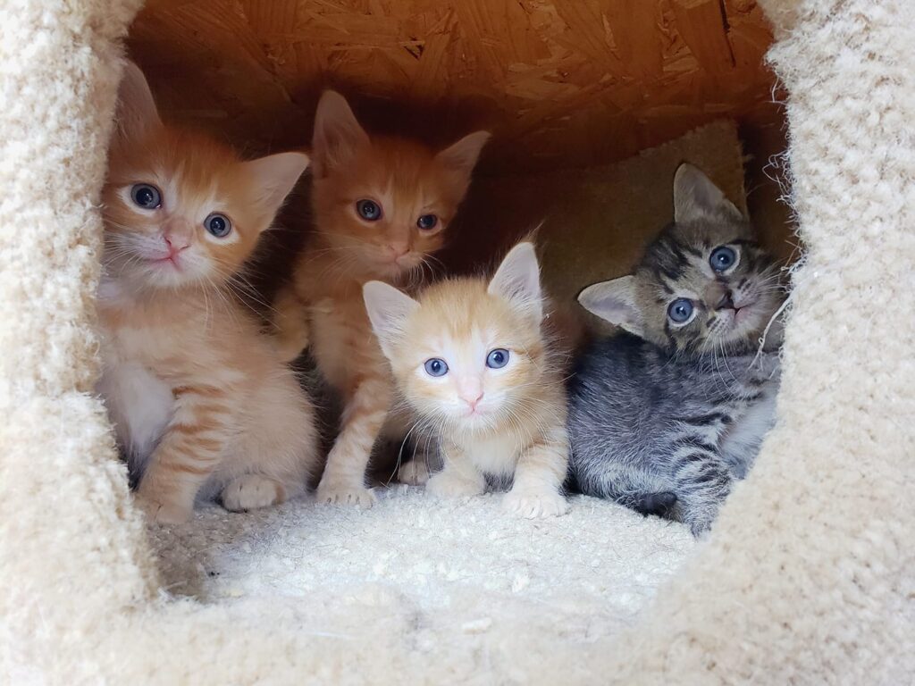 7 Life Lessons Learned from Foster Kittens