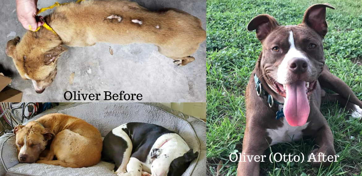 What We Can All Learn About Resilience from Oliver the Rescue Dog