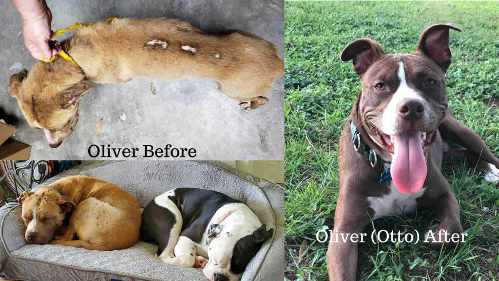 What We Can All Learn About Resilience from Oliver the Rescue Dog